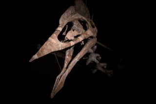 Dracula Pterosaur skull