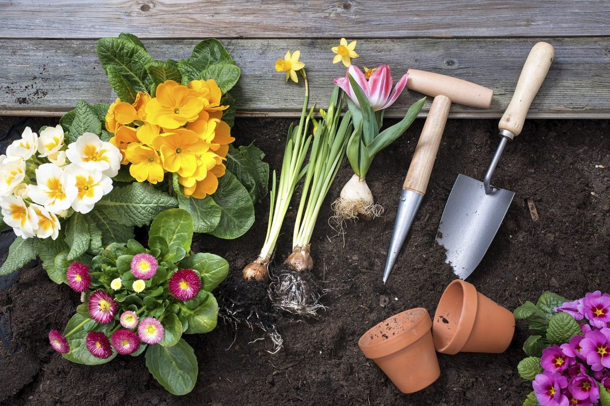 Time Saving Gardening Tips: Simple Gardening Ideas For Beginners ...