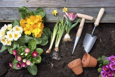 Garden Plants And Tools Sitting On Soil