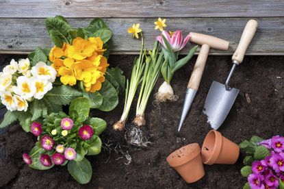 Garden Plants And Tools Sitting On Soil