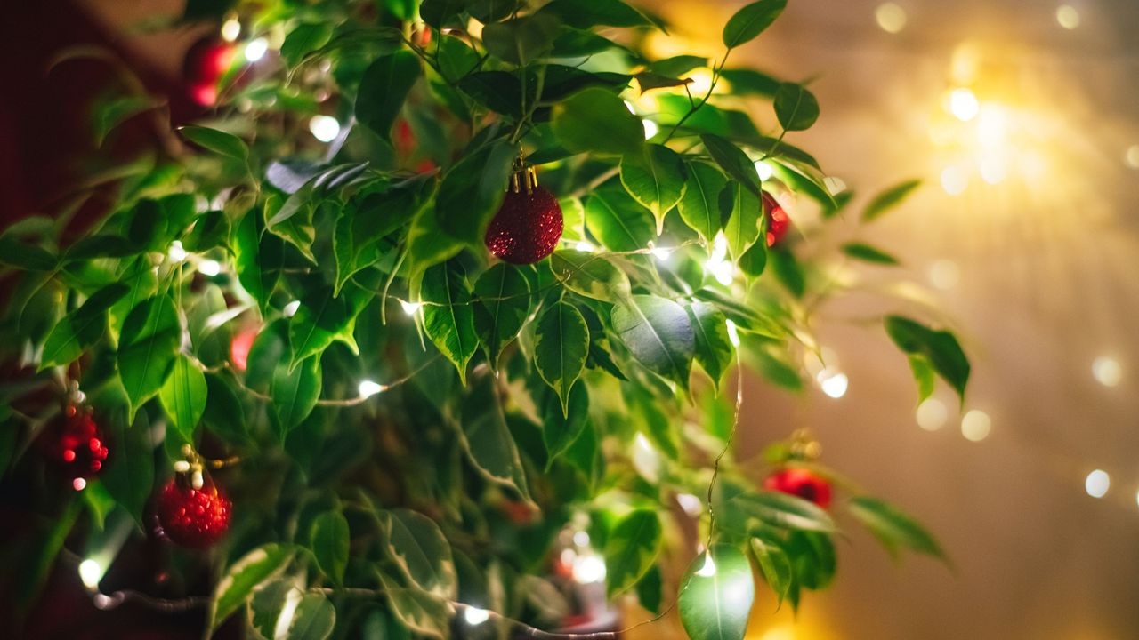 Ficus benjamin or weeping fig in flowerpot decorated as Christmas tree with red baubles and fairylights