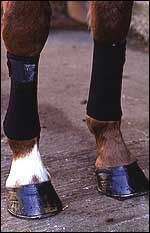 feet2.jpg