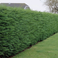 Leylandii - Green Leyland Cypress - Cuprocyparis leylandii - Pack of TEN circa 4-5ft Hedging Conifers | Was £129.99, £79.99 at GardeningExpress