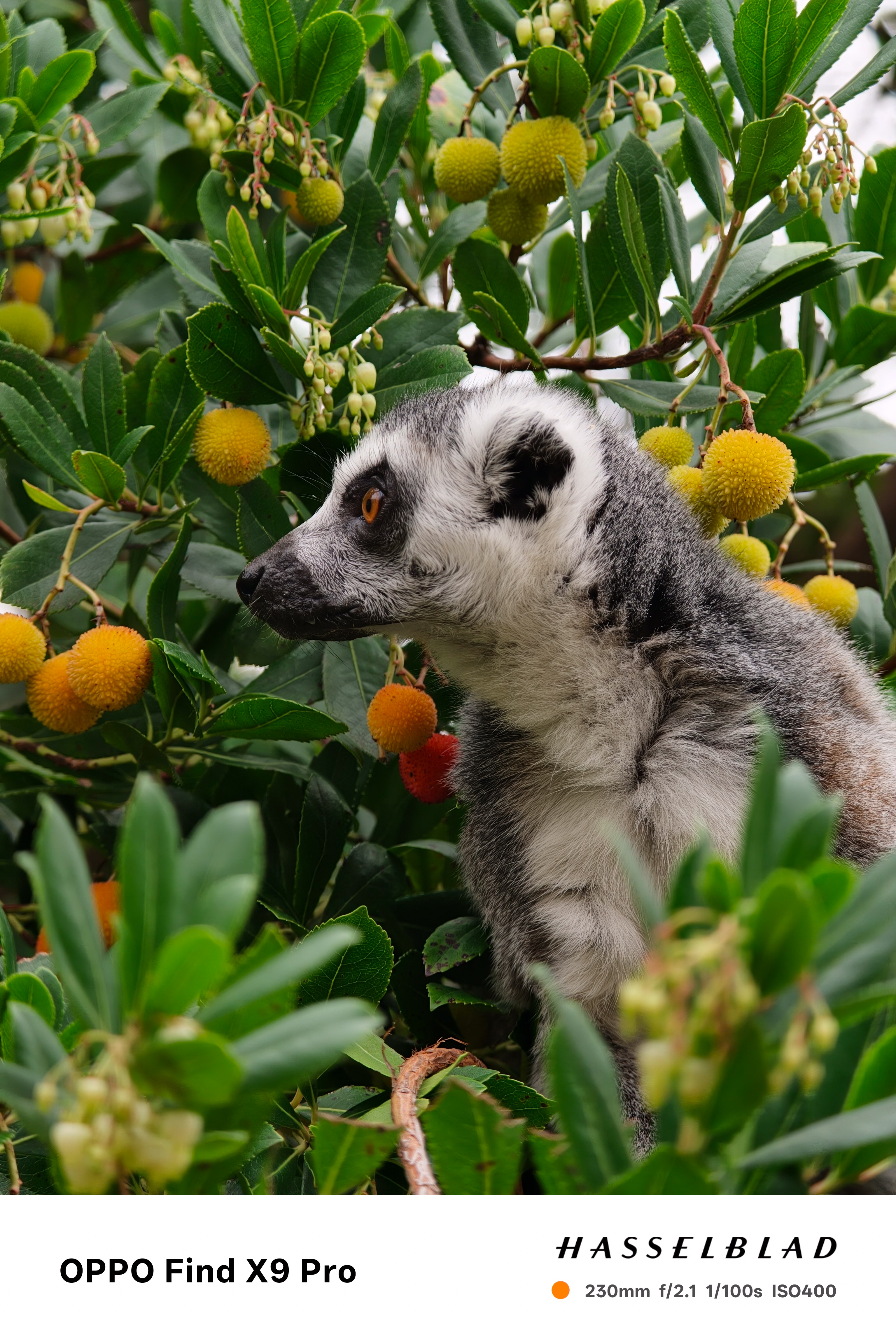 Close up of a lemur taken on an Oppo Find X9 Pro