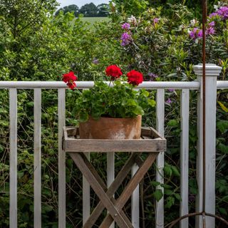 Terrace detail with red Pelargonium on wooden tray table. New England Style renovation.
