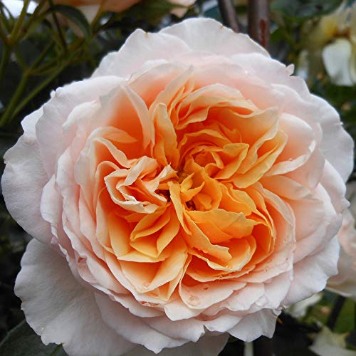 Heirloom English Legend Roses, Live Own Root Plant for Outdoor Garden, Ginger Syllabub&amp;trade;, Very Fragrant, Hardiness Zones: 5-10, Continual Blooming