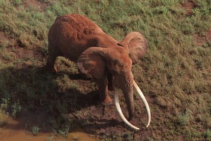 Poachers kill one of Kenya's few remaining 'tusker' elephants