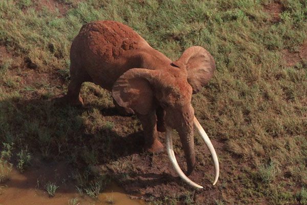 Poachers kill one of Kenya&amp;#039;s few remaining &amp;#039;tusker&amp;#039; elephants