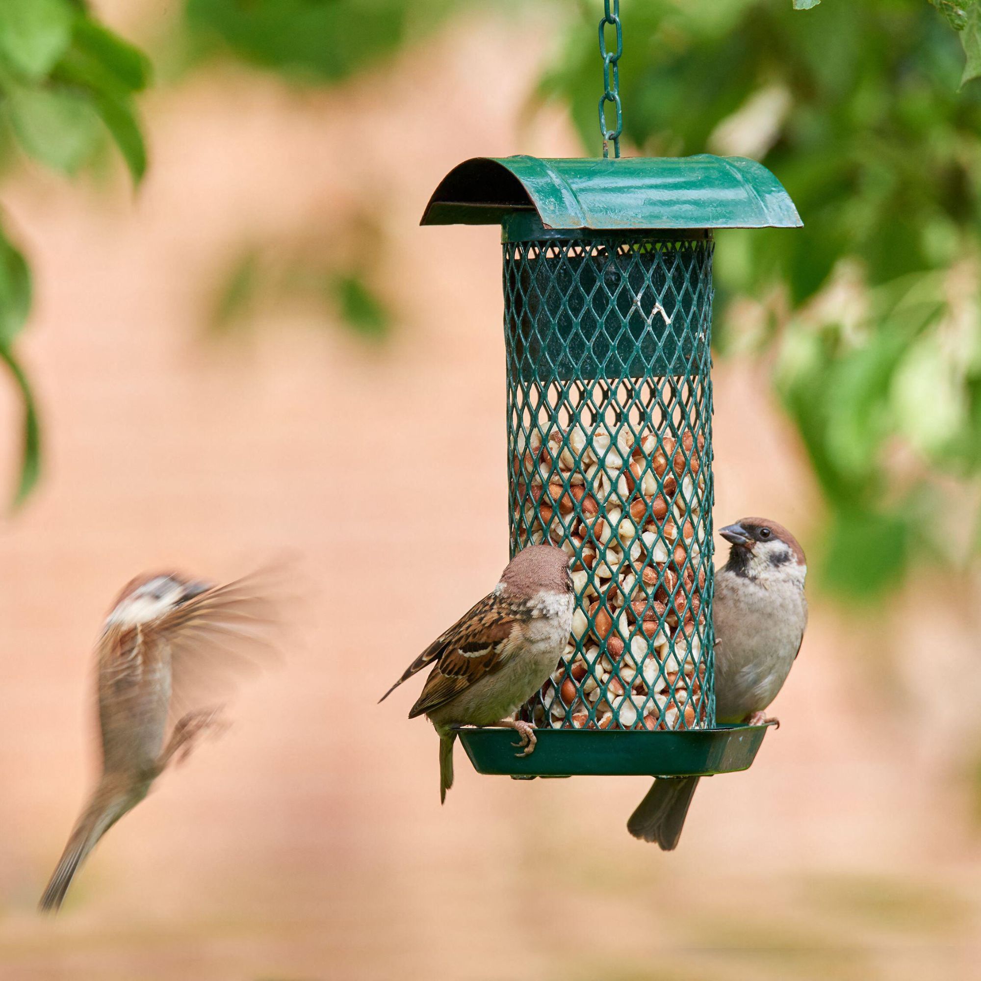 bird feeder in garden