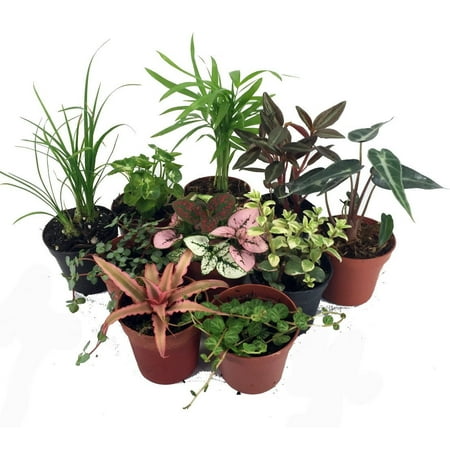 Terrarium &amp;amp; Fairy Garden Plants - 10 Plants in 2" Pots