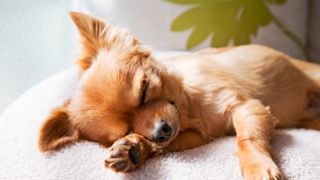 Dog sleeping on cushion