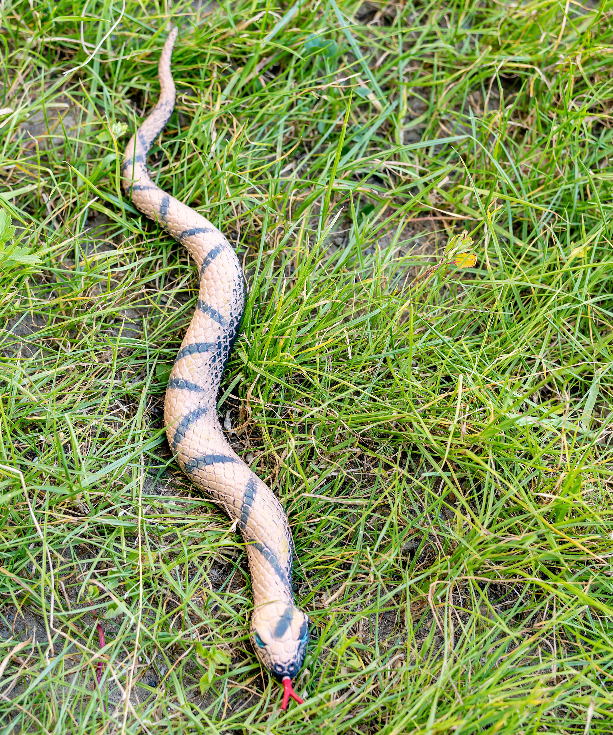 A green striped rubber snake outdoors on a grass