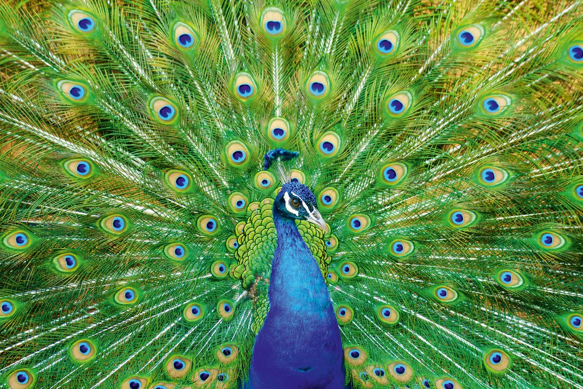 Peacocks: Everything you need to know about 'the limousine of the avian ...