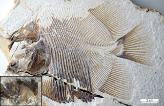The fossil of the new piranha-like fish shows its pointed teeth that probably helped it feed on the fins of other fishes in Jurassic seas.