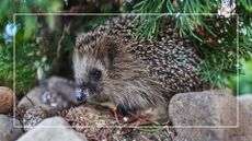 picture of hedgehog in garden under tree