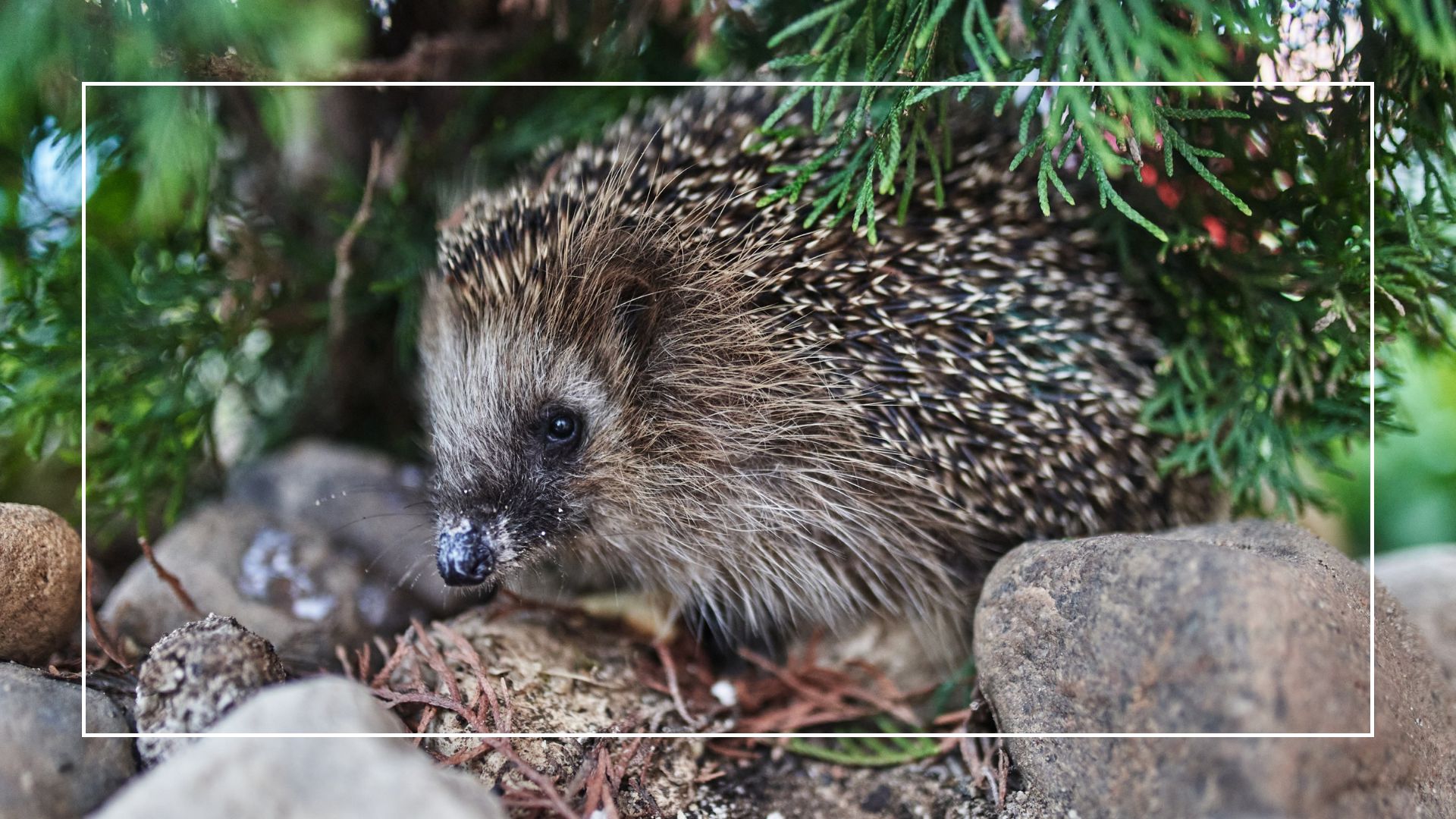 picture of hedgehog in garden under tree