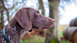 German Shorthaired Pointer