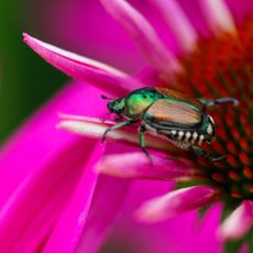 Japanese beetle on pink coneflower