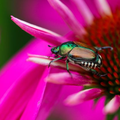 Japanese beetle on pink coneflower