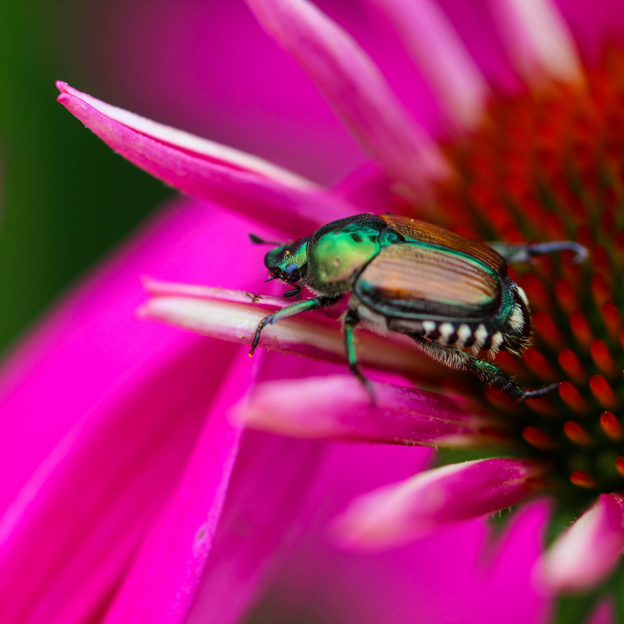 Japanese beetle on pink coneflower