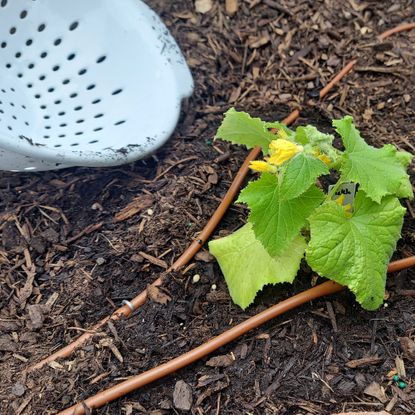 Upturned colander next to cucumber seedling in garden bed