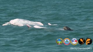 Rare Irrawaddy calf swimming behind two indo-pacific dolphins captured just above the water surface.