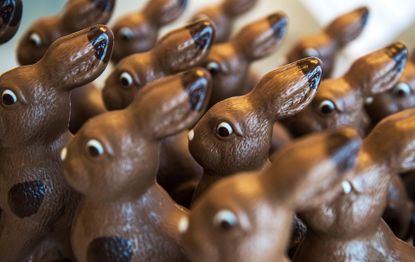 chocolate easter bunnies