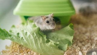 Hamster with lettuce leaf