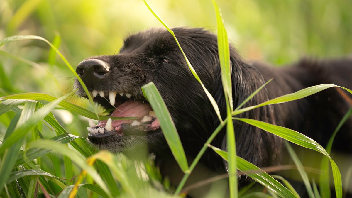 Dog snarling in a field of long grass