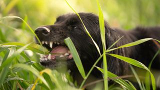 Dog snarling in a field of long grass