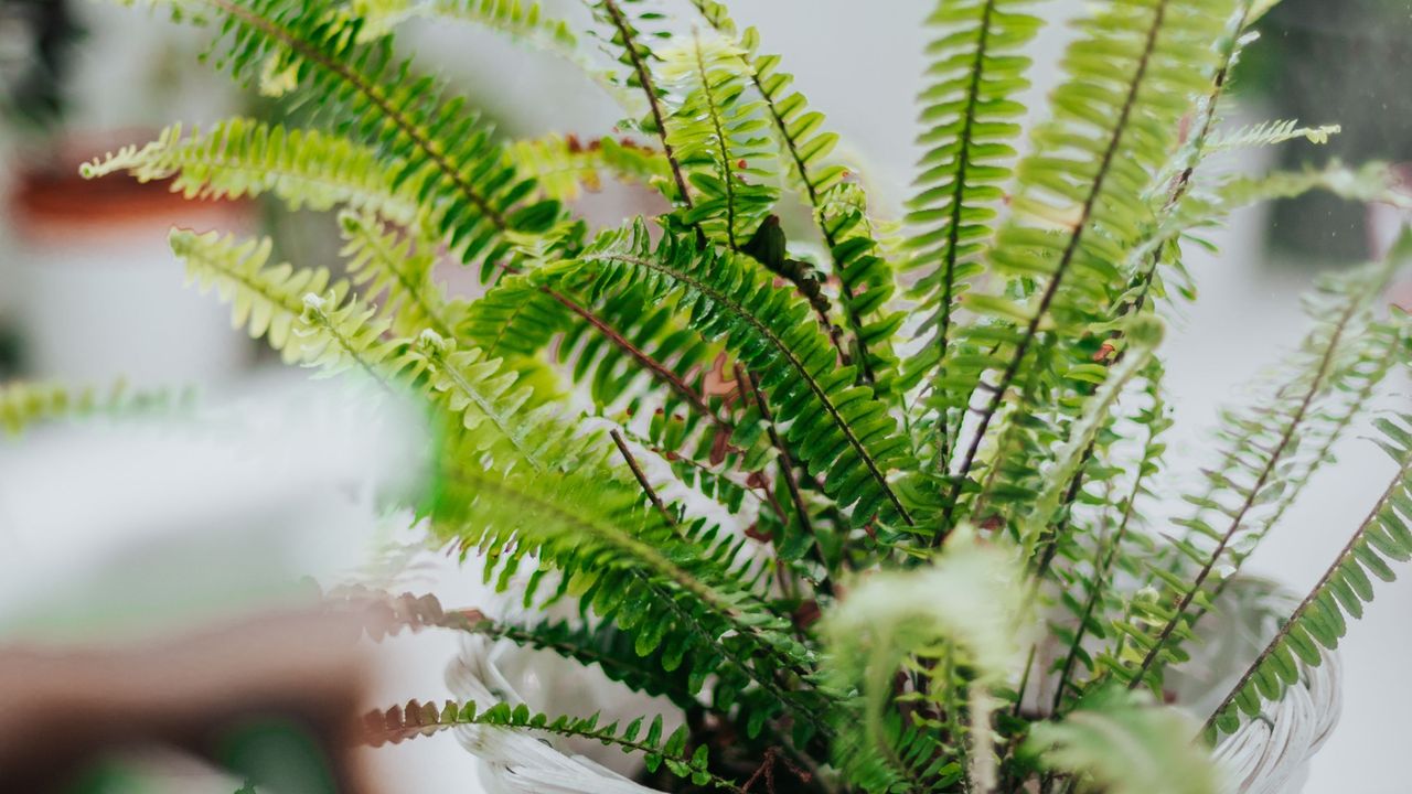 fern in white wicker pot