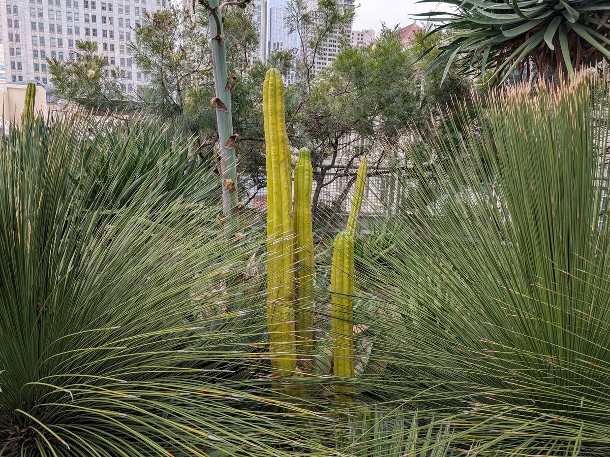 Cactus shot by Pixel 10 Pro