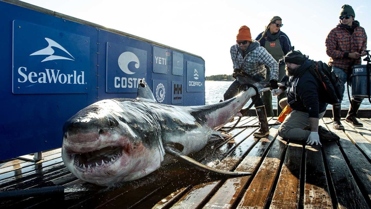 Ironbound, a great white shark tagged by the nonprofit Oceanarch in 2019.