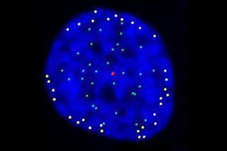 telomeres, NIH, cell, biology, gene expression, cell division