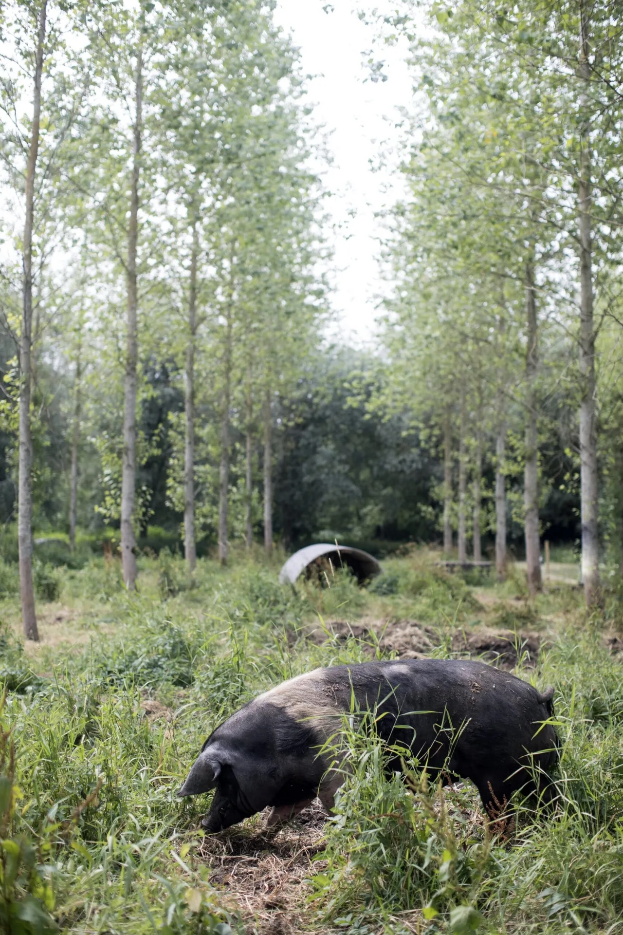 Black and white pig rootling through the ground in a woodland