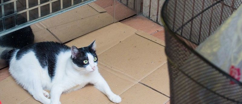 Market cat