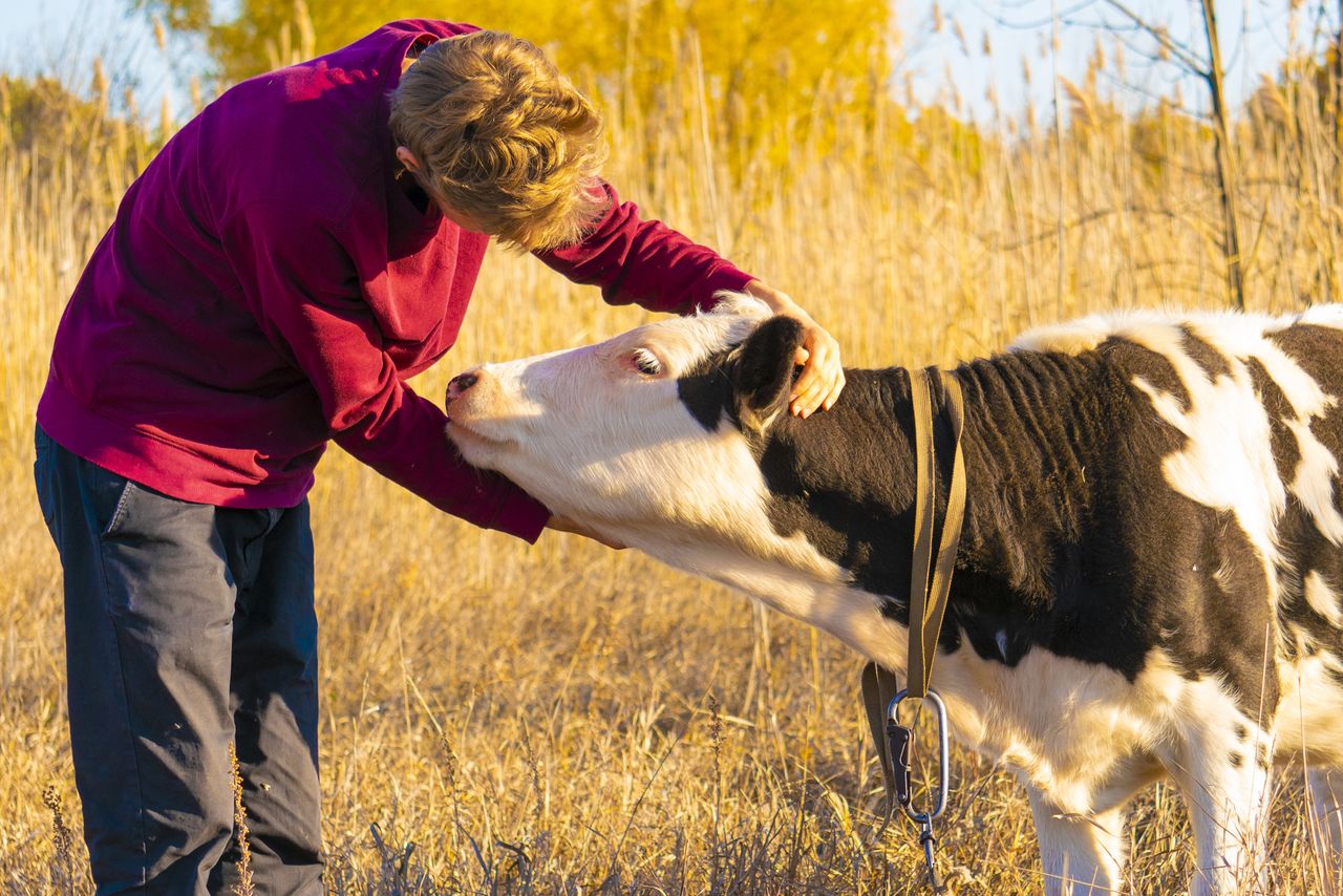 A man hugging a cow.