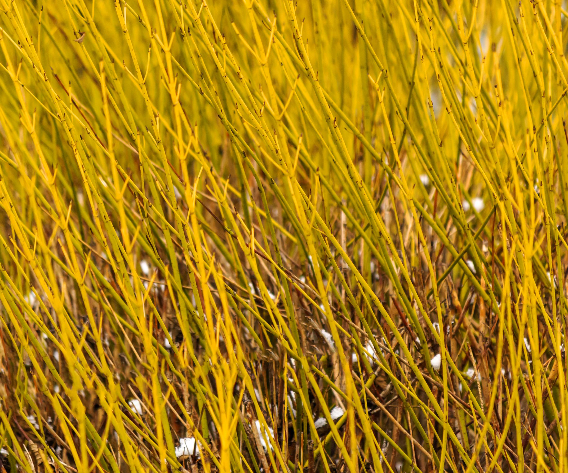 Close up of yellow twig dogwood stems