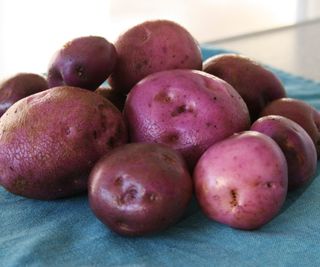 A pile of Arran Victory potatoes