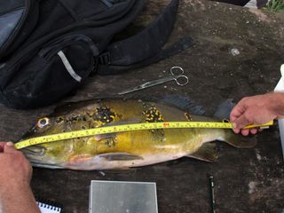 Measuring a fish during an expedition in the Amazon