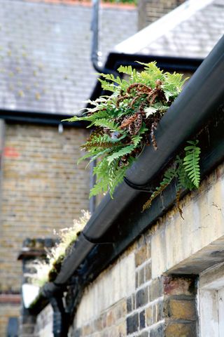 look out for blocked or broken gutters and downpipes when you inspect a house;