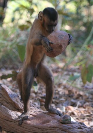 Macaque with rock