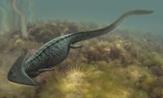 <em>Diplocaulus salamandroides</em> went extinct during the Permian.