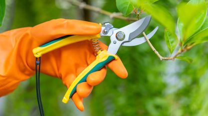 hand holding pruners 