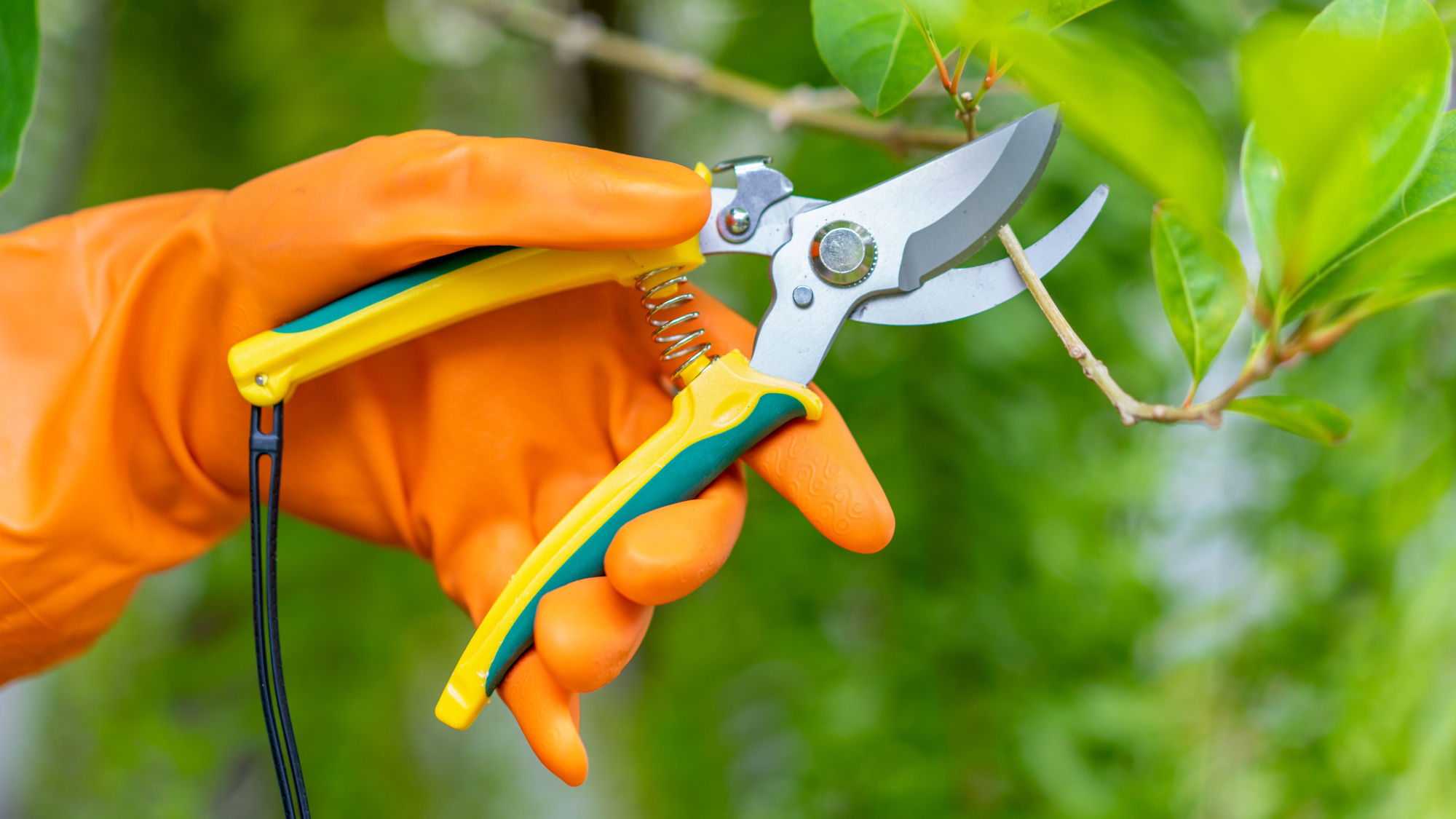 hand holding pruners 