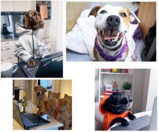 dogs of social media