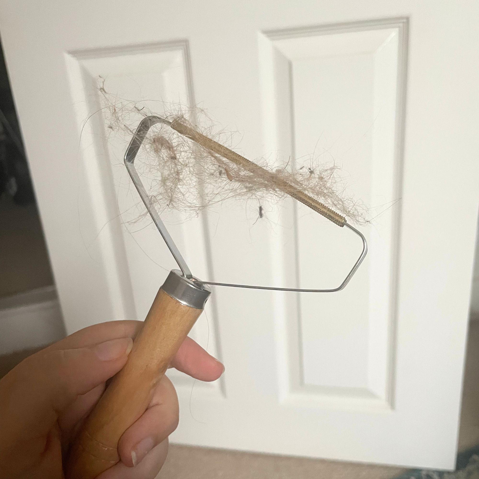 Hand holding a Carpet scraper with hair on it, in front of a white door