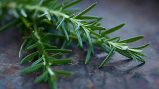 rosemary diy dog conditioner