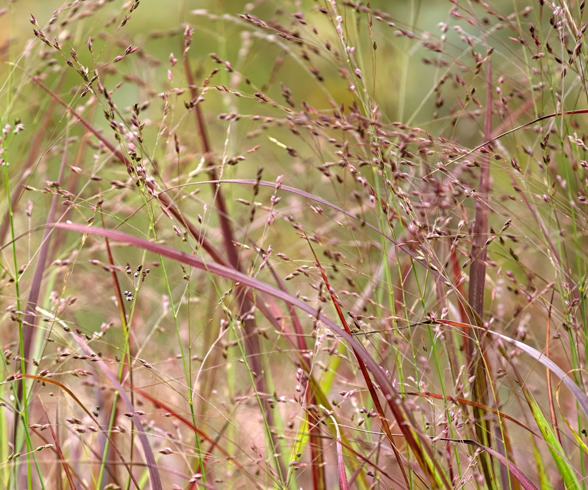 switchgrass blowing in garden border