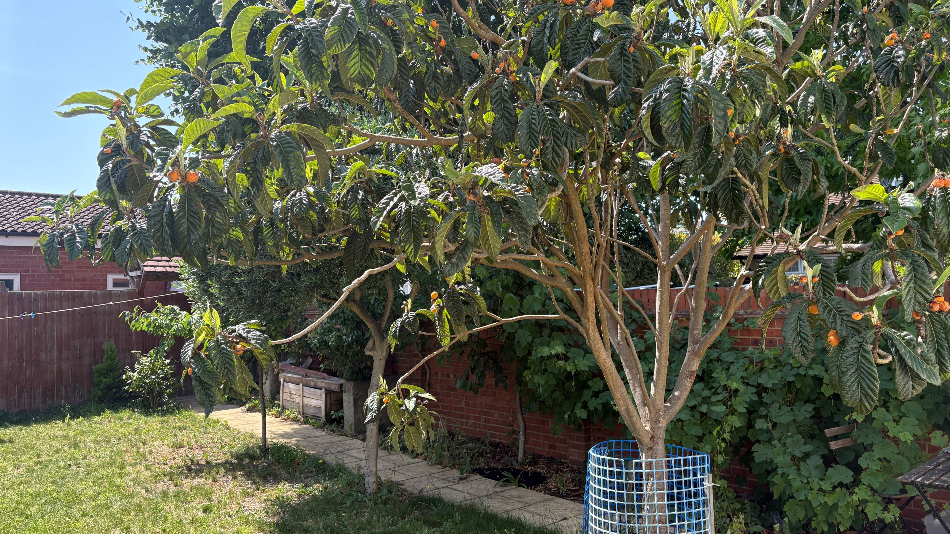 Loquat tree in garden